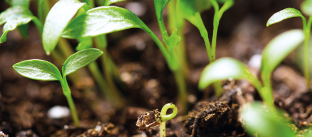 soy bean growing